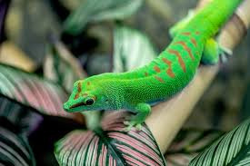 Gecko :: reinoanimal